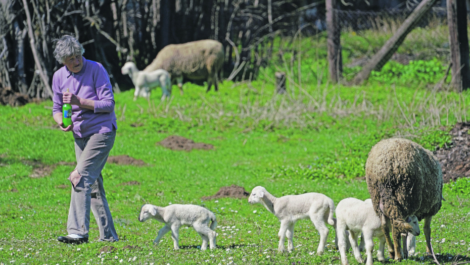 REŠENJA UVEK IMA Kad nema mamine sike, poslužići i flaša sa cuclom