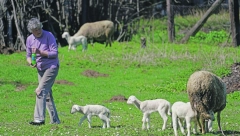 REŠENJA UVEK IMA Kad nema mamine sike, poslužići i flaša sa cuclom