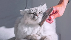 SNIMAK KOJI JE OSVOJIO SRCA HILJADA LJUDI: Ovako izgleda emotivni susret mačke i njenog vlasnika nakon 10 dana odsustva