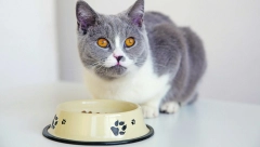 RECEPT DANA Salata od tikvica i klica lucerke oduševiće macu čak i ako nije gladna