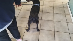 STRAVIČNO ZLOSTAVLJANJE PSA Odsečene mu prednje šape, ima mnogo rana po telu, ostavljen da iskrvari