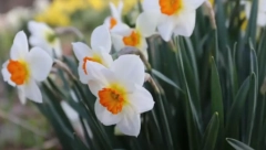 ŠTA SIMBOLIZUJU NARCISI Mnogi ga unose u kuću, a ne znaju jedno