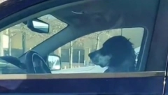 NISAM JA, PAS JE Pravdanje pijanog vozača koji je prekoračio brzinu, izazalo urnebes