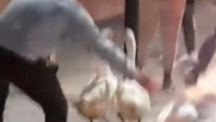 GUSKE BLOKIRALE SAOBRAĆAJ Urnebesan snimak iz centra Čačka - vozači se razleteli na sve strane