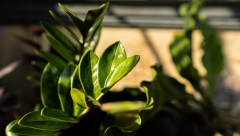 PRIVLAČE BOGATSTVO, SREĆU I POZITIVNU ENERGIJU Ove sobne biljke obavezno unesite u svoj dom