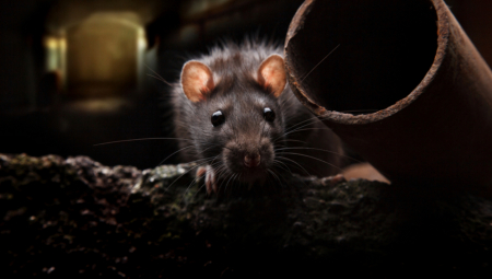 RADE ISTO ŠTO I ŽENE! Francuz stavio kameru na kavez sa pacovima, ostao je bez teksta