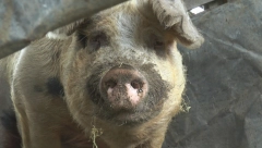 AFRIČKA KUGA POTRVRĐENA U 32 OPŠTINE Tanasković: Eutanazirano 19.740 zaraženih svinja