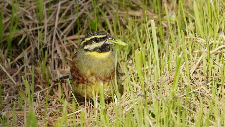 Nahrani se i počni: Sočni crvić za umilni glasić
