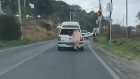 ALO LJUDI,  ISPADE VAM SVINJA!  Urnebesan snimak širi se društvenim mrežama (VIDEO)
