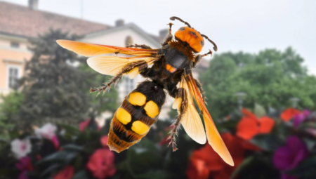 OPŠTA PANIKA, NAJEZDA AZIJSKIH STRŠLJENOVA! Ako uradite OVO, napadaju da UBIJU!