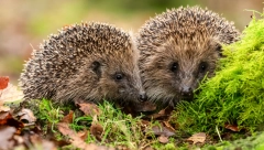 AKO VIDITE MRTVOG JEŽA OVO NIKAKO NEMOJTE DA RADITE Društvenim mrežama se širi bitan apel