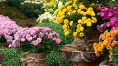 KAKO SE NEGUJU HRIZANTEME? Uz malo truda imaćete dvorište kao iz bajke