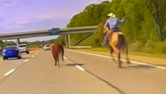 OVO NIJE REALNO: KAUBOJ VITLA LASOM NA SRED AUTO-PUTA! Jurio vola, nastala opšta pometnja! (VIDEO)