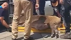 I DIVLJE SVINJE ZNAJU ŠTA JE PROVOD Drama na Savi, posle kupanja divljač histerično trčala od kluba do kluba u Beton hali