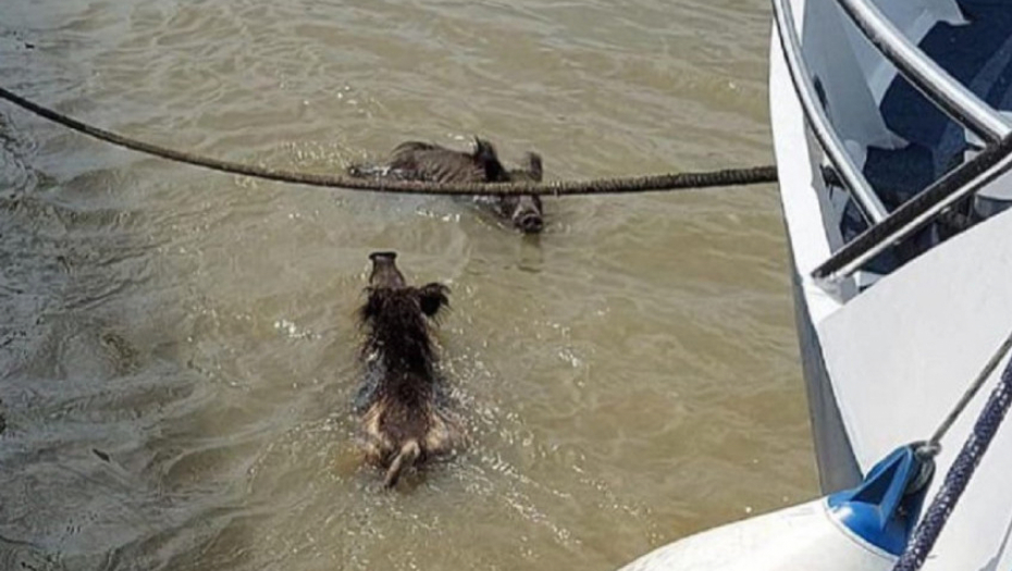 DIVLJE SVINJE ULETELE U LOKAL Haos u Beton hali