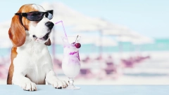 Saznajte da li vaša kuca sme bezbedno da pije jogurt ili će to da joj upropasti stomak