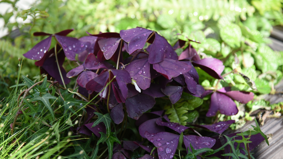 I NJENA ČETIRI LISTA DONOSE SREĆU Očaravajuća biljka unosi lepotu i obilje u vaš dom
