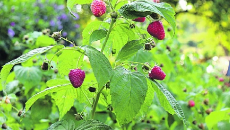 DESETKOVANE MALINE Nevreme uništilo oko 15 odsto roda u Srbiji