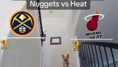 ČUVENI PAS ZNA KO OSVAJA ŠAMPIONSKI PRSTEN Korgi je odlučio, oni će biti prvaci NBA lige, evo šta prognozira za Nikolu Jokića (VIDEO)