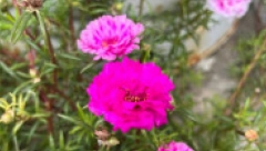 ŽENE U SRBIJI MASOVNO TRAŽE OVO CVEĆE: Primiće se gde nijedno drugo neće, traje do jeseni i lako se održava