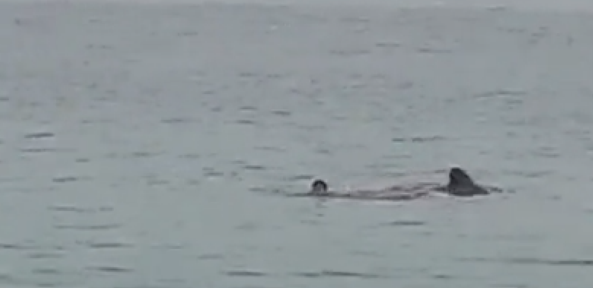 (UZNEMIRUJUĆI VIDEO) RUSA RASKOMADALA AJKULA U HURGADI Turisti sa obale bespomoćno gledali tragediju (VIDEO)