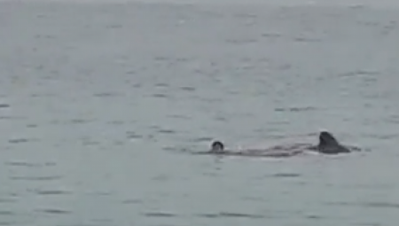 (UZNEMIRUJUĆI VIDEO) RUSA RASKOMADALA AJKULA U HURGADI Turisti sa obale bespomoćno gledali tragediju (VIDEO)