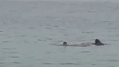 (UZNEMIRUJUĆI VIDEO) RUSA RASKOMADALA AJKULA U HURGADI Turisti sa obale bespomoćno gledali tragediju (VIDEO)