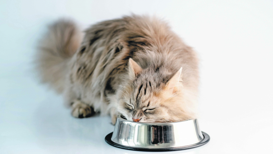 RECEPT DANA Obradujte svoju ljubimicu domaćom paštetom od sardine