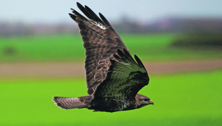Seljaci ga kuju u zvezde a lovci ne podnose: Usnimljen orao mišar kod Smedereva