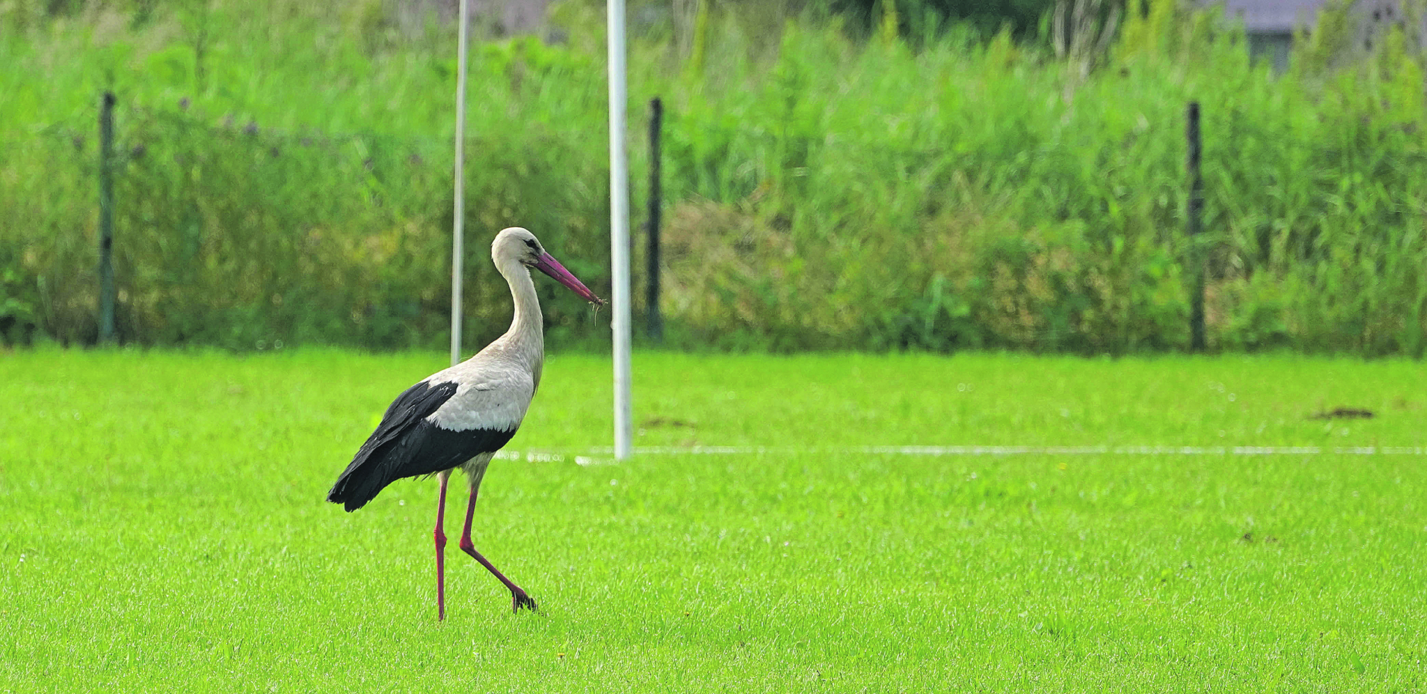 Roda najavljuje neke nove klince na fudbalskom terenu fabrike u Rači