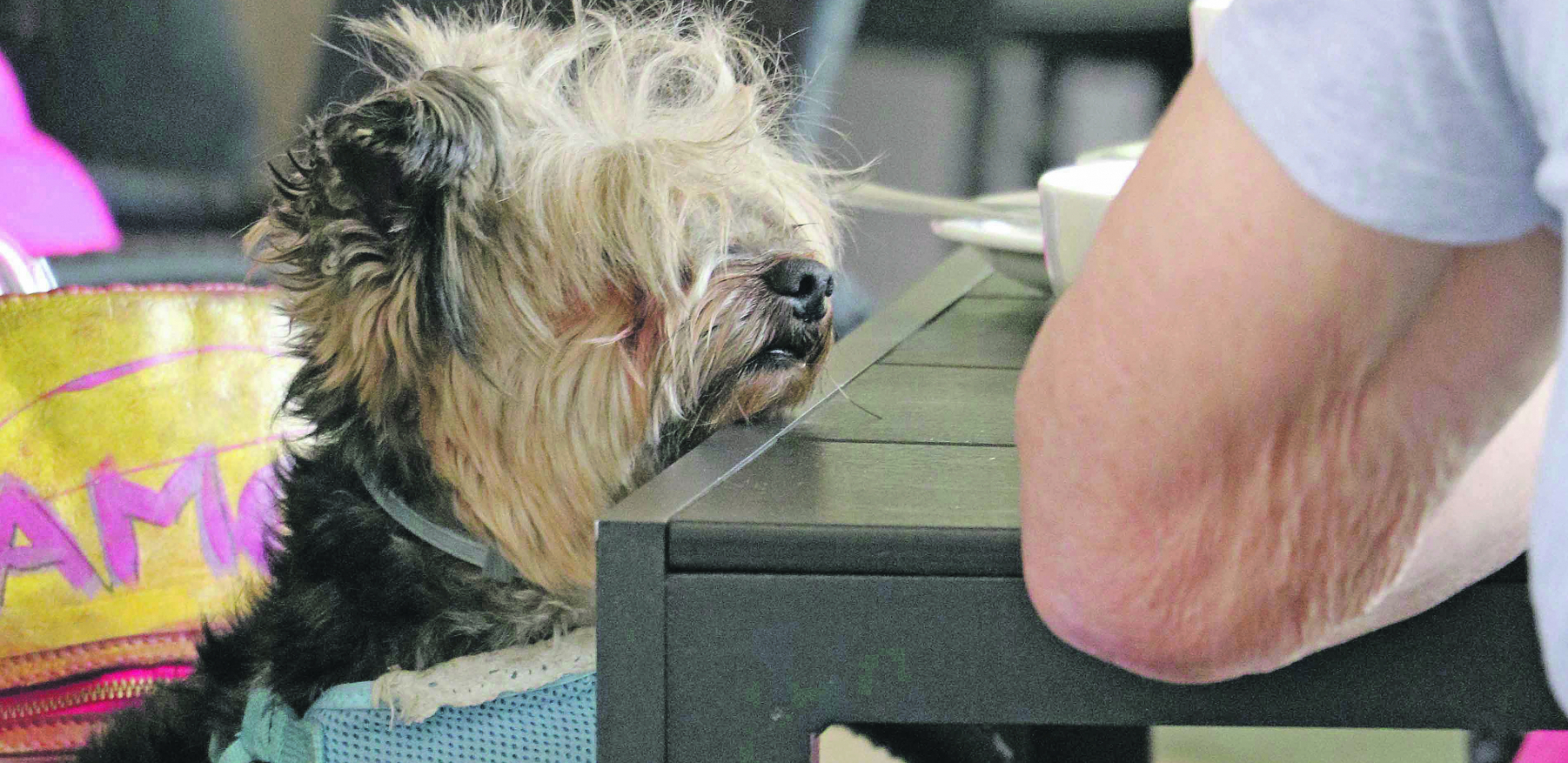 Nesvakidašnja scena u popularnom kafiću u Vrnjačkoj Banji podigla sve goste na noge