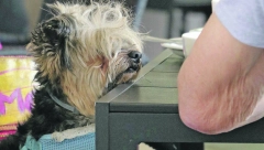 Nesvakidašnja scena u popularnom kafiću u Vrnjačkoj Banji podigla sve goste na noge