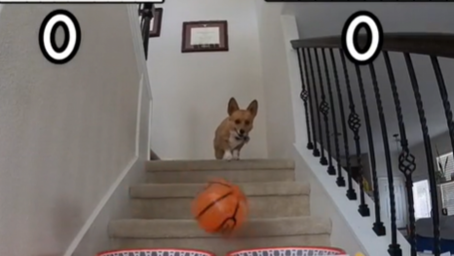 DA LI ĆE SE U ISTANBULU DOGODITI SENZACIJA? Pas kog prati 1.5 miliona ljudi predvideo pobedu Intera i to ovim rezultatom (VIDEO)