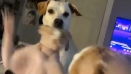 PAS GLEDA I NE VERUJE Mačke se pobile, a njemu ništa nije jasno