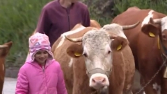 DEVOJČICA KOJA ČUVA ČETIRI KRAVE Mala pastirica Tijana putuje svakog dana osam kilometara do škole, a želi samo jedno