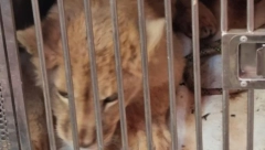 Evo kako danas izgleda lav Nikola iz Budve (FOTO)