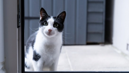 DRAMA U NOVOM SADU Mačka 7 dana bila bez hrane i vode, spasili je vatrogasci