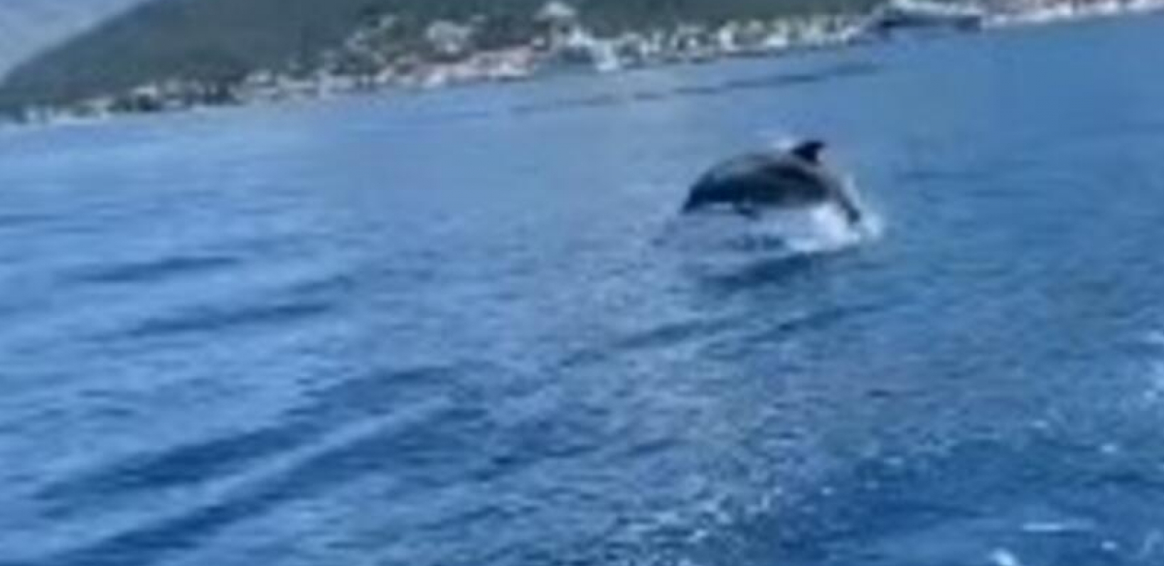 PREDIVAN PRIZOR U OKOLINI TIVTA! Delfin izronio iz mora i sve obradovao (VIDEO)