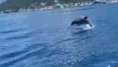 PREDIVAN PRIZOR U OKOLINI TIVTA! Delfin izronio iz mora i sve obradovao (VIDEO)