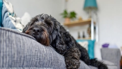 I VAŠI KUĆNI LJUBIMCI SANJAJU Mogu da imaju i loše snove i tada treba nešto preduzeti