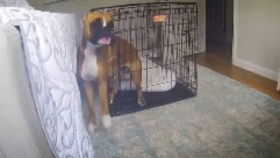 OSTAVILI PSA U KAVEZU, ON PODIVLJAO Kad vidite šta je uradio zaprepastićete se