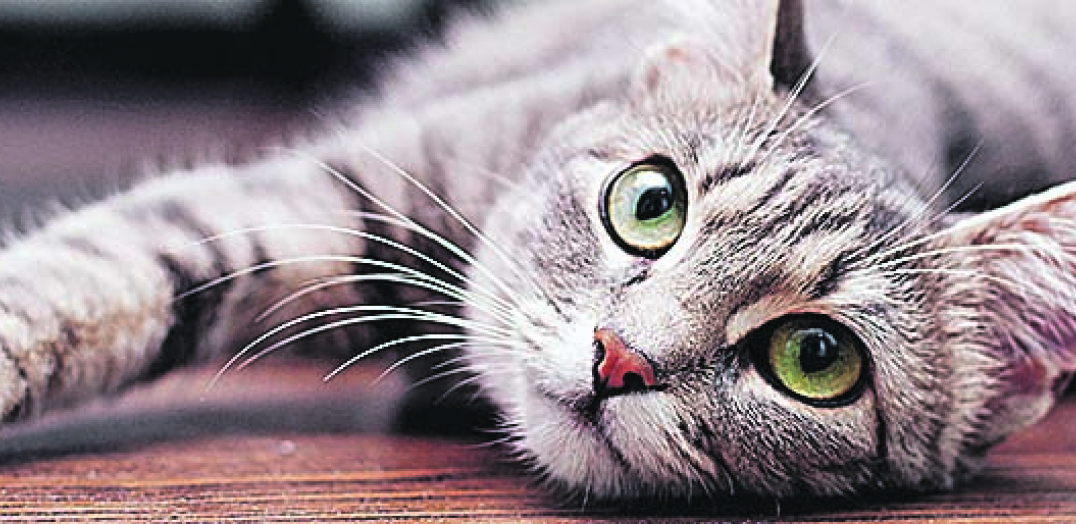 VIC DANA Perica dobio macu za rođendan...