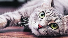 KUĆNI LJUBIMCI VAM OSTAVLJAJU NEPRIJATAN MIRIS I DLAKE? Evo kako da se uz pomoć par saveta lako izborite sa tim!