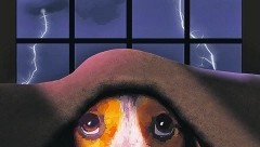 GRMLJAVINA STRESIRA VAŠEG LJUBIMCA Trikovi kako da mu pomognete da prebrodi strah od nevremena