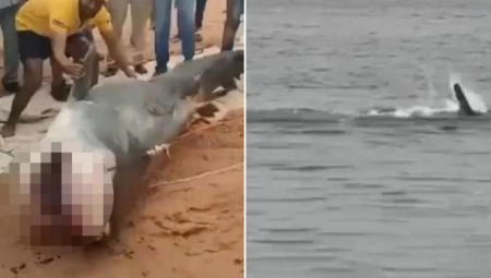 OVO ĆE ZANIMATI SVE SRBE KOJI IDU U EGIPAT: Nova mera zbog napada ajkula