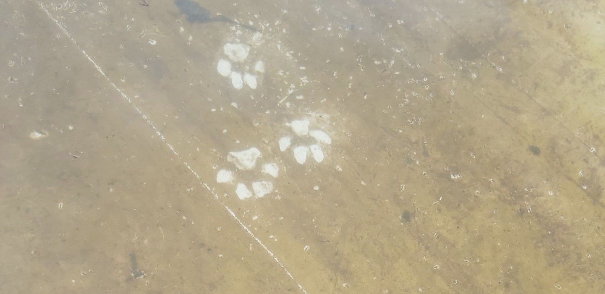 NA SRPSKOJ PLANINI NAŠAO TRAG OPASNE ZVERI Pored njega, kosti velike životinje koju je pojeo! (FOTO)