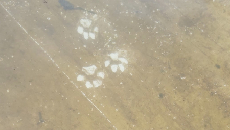 NA SRPSKOJ PLANINI NAŠAO TRAG OPASNE ZVERI Pored njega, kosti velike životinje koju je pojeo! (FOTO)