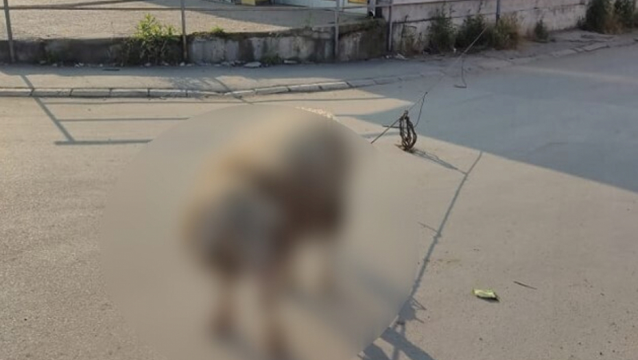 ŠOK PRIZOR NA 5 KILOMETARA OD CENTRA BEOGRADA Životinja je vezana