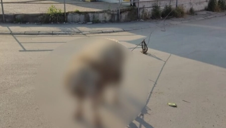 ŠOK PRIZOR NA 5 KILOMETARA OD CENTRA BEOGRADA Životinja je vezana