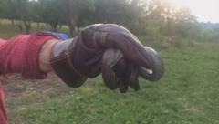 U SRBIJI INVAZIJA ZMIJA POSLE POPLAVA Gmizavac pronađen u samom centru grada, ulaze u dečje krevece i kolica čim osete mleko